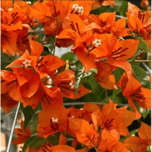 2 Pack Sundown Orange Bougainvillea Live Starter Plants, 4-6 Inch, Outdoor - Image 3