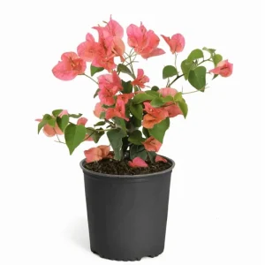 2 Pack Sundown Orange Bougainvillea Live Starter Plants, 4-6 Inch, Outdoor - Image 4