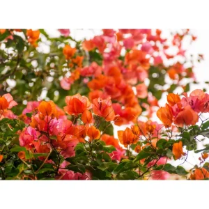 2 Pack Sundown Orange Bougainvillea Live Starter Plants, 4-6 Inch, Outdoor - Image 5