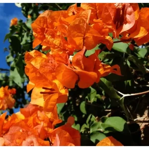 2 Pack Sundown Orange Bougainvillea Live Starter Plants, 4-6 Inch, Outdoor - Image 6
