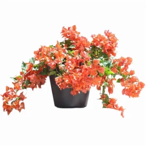 2 Pack Sundown Orange Bougainvillea Live Starter Plants, 4-6 Inch, Outdoor - Image 1