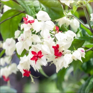2 Pack White Bleeding Heart Vine Live Plants, Clerodendrum Thompsonii, 4-6 Inch Tall - Image 2