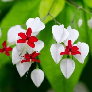 2 Pack White Bleeding Heart Vine Live Plants, Clerodendrum Thompsonii, 4-6 Inch Tall - Image 4