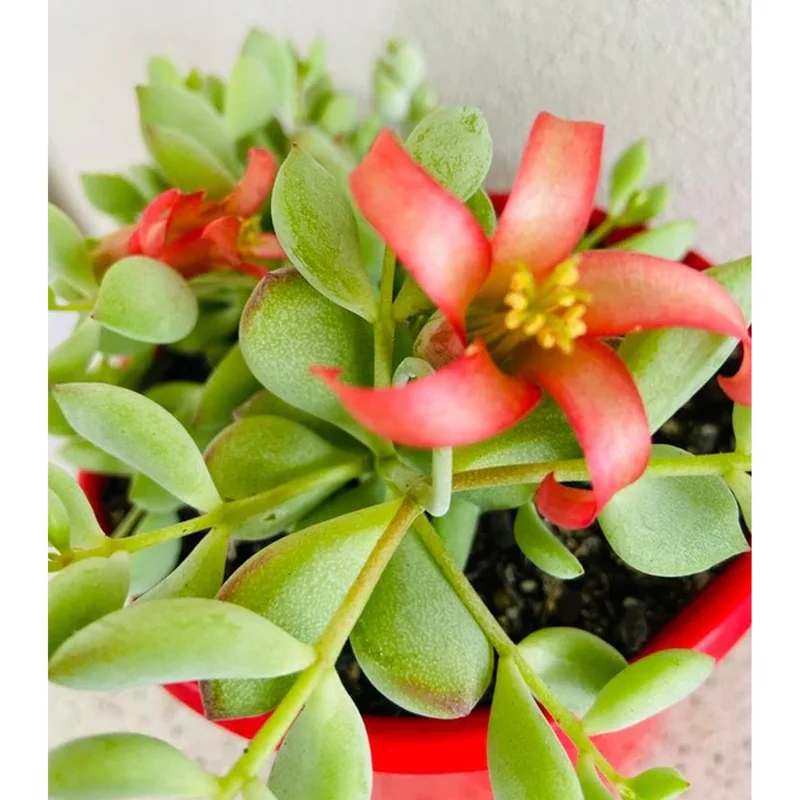 25 Cotyledon Pendens Seeds - Rare Succulent Seeds for Planting - Image 2