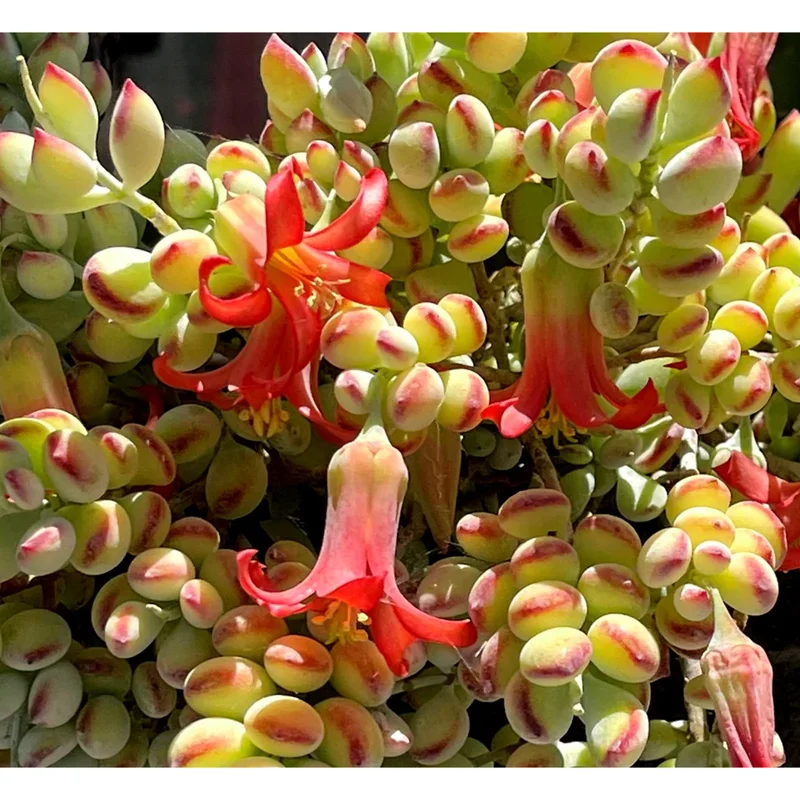 25 Cotyledon Pendens Seeds - Rare Succulent Seeds for Planting - Image 3