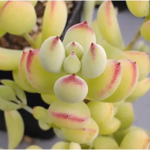 25 Cotyledon Pendens Seeds - Rare Succulent Seeds for Planting - Image 4