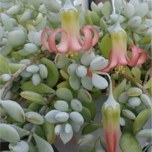 25 Cotyledon Pendens Seeds - Rare Succulent Seeds for Planting - Image 5