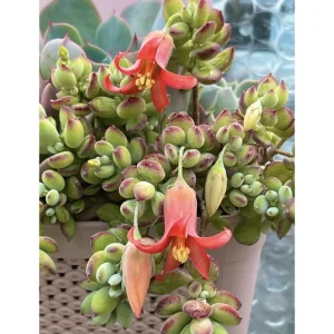 25 Cotyledon Pendens Seeds - Rare Succulent Seeds for Planting - Image 6