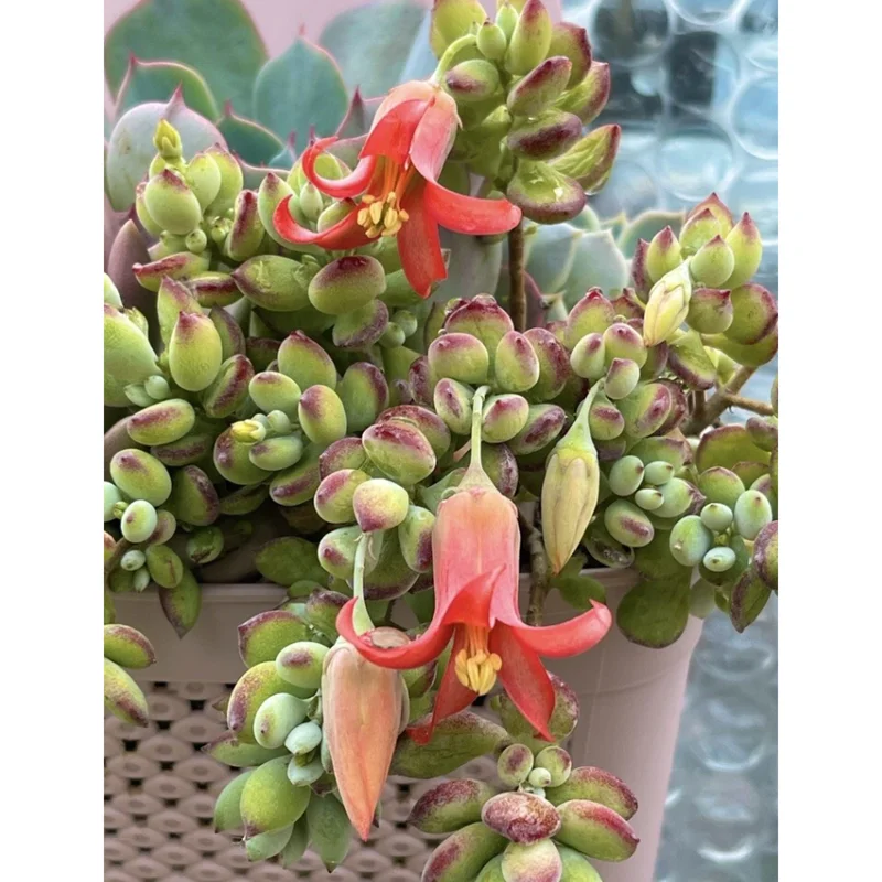 25 Cotyledon Pendens Seeds - Rare Succulent Seeds for Planting - Image 6