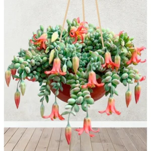 25 Cotyledon Pendens Seeds - Rare Succulent Seeds for Planting - Image 1