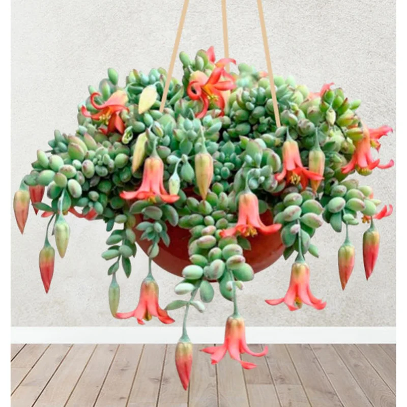 25 Cotyledon Pendens Seeds - Rare Succulent Seeds for Planting - Image 1