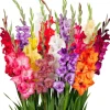 25 Gladiolus Rainbow Mix Bulbs, Large Flowering, Size 12/14 cm, Outdoor - Image 1