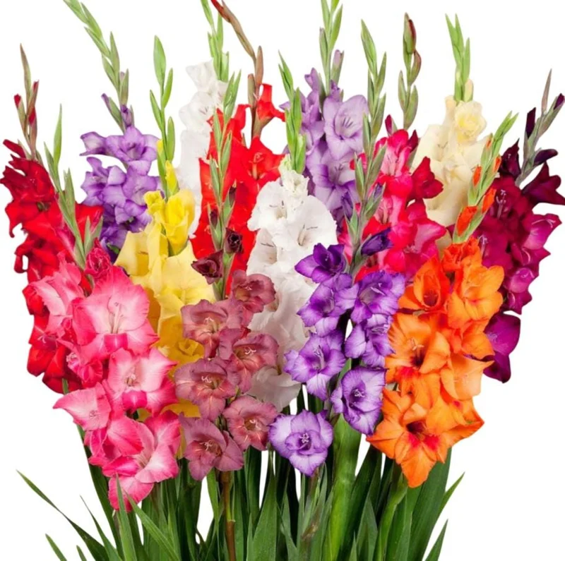 25 Gladiolus Rainbow Mix Bulbs, Large Flowering, Size 12/14 cm, Outdoor - Image 1