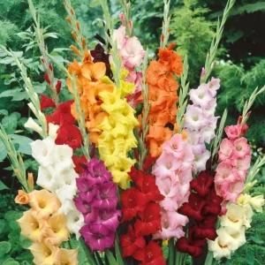 25 Gladiolus Rainbow Mix Bulbs, Large Flowering, Size 12/14 cm, Outdoor - Image 2
