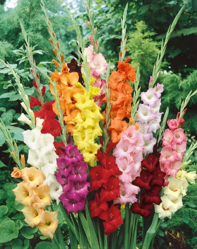 25 Gladiolus Rainbow Mix Bulbs, Large Flowering, Size 12/14 cm, Outdoor - Image 2