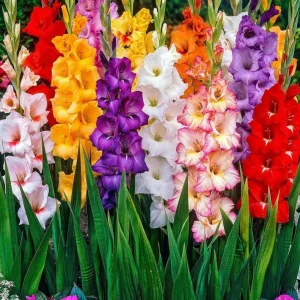 25 Gladiolus Rainbow Mix Bulbs, Large Flowering, Size 12/14 cm, Outdoor - Image 3