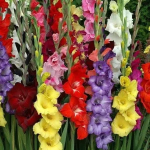 25 Gladiolus Rainbow Mix Bulbs, Large Flowering, Size 12/14 cm, Outdoor - Image 4