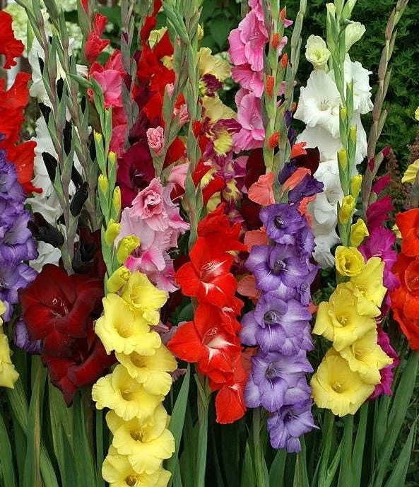 25 Gladiolus Rainbow Mix Bulbs, Large Flowering, Size 12/14 cm, Outdoor - Image 4