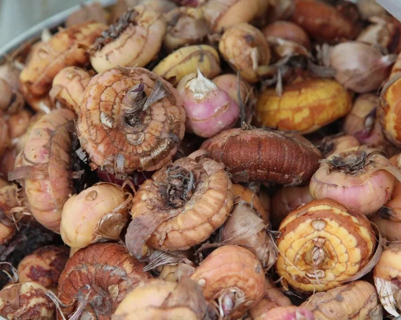 25 Gladiolus Rainbow Mix Bulbs, Large Flowering, Size 12/14 cm, Outdoor - Image 5
