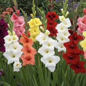 25 Gladiolus Rainbow Mix Bulbs, Large Flowering, Size 12/14 cm, Outdoor - Image 7
