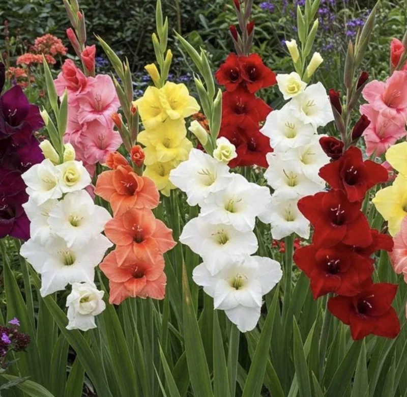 25 Gladiolus Rainbow Mix Bulbs, Large Flowering, Size 12/14 cm, Outdoor - Image 7