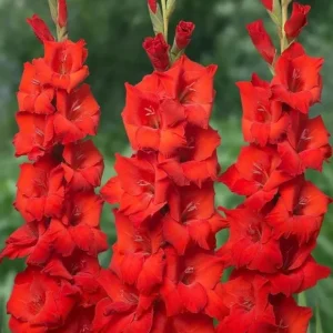 25 Gladiolus Rainbow Mix Bulbs, Large Flowering, Size 12/14 cm, Outdoor - Image 9
