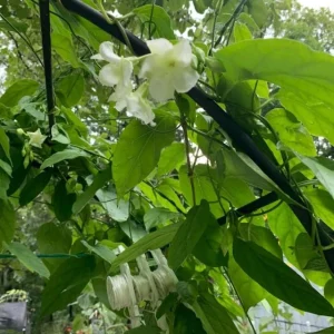 25 White Loroco Flower Seeds – Climbing Edible Vegetable Vine – Rare Plant - Image 10