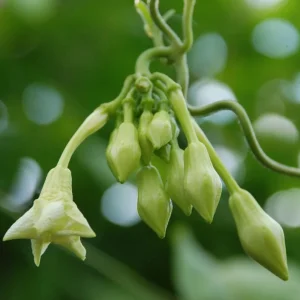 25 White Loroco Flower Seeds – Climbing Edible Vegetable Vine – Rare Plant - Image 3