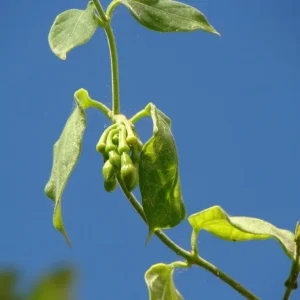 25 White Loroco Flower Seeds – Climbing Edible Vegetable Vine – Rare Plant - Image 5