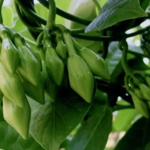 25 White Loroco Flower Seeds – Climbing Edible Vegetable Vine – Rare Plant - Image 8