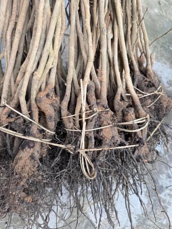 3 American Hackberry Trees - Live Bare Root Deciduous Shade Tree, 1-2 Ft Tall - Image 2