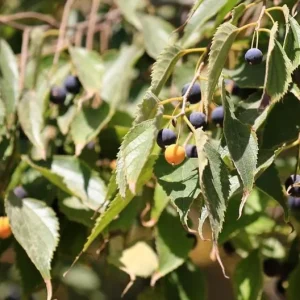 3 American Hackberry Trees - Live Bare Root Deciduous Shade Tree, 1-2 Ft Tall - Image 4