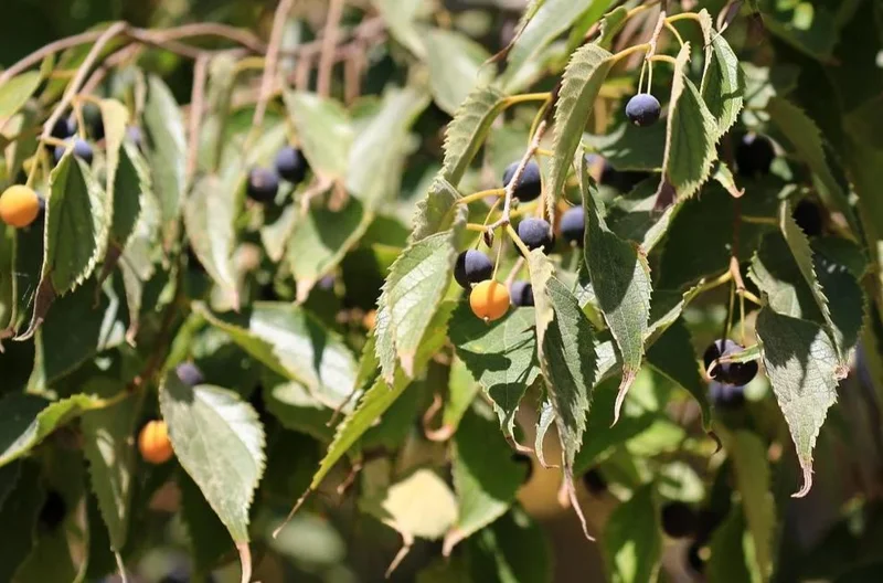 3 American Hackberry Trees - Live Bare Root Deciduous Shade Tree, 1-2 Ft Tall - Image 4