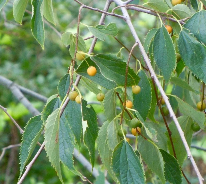 3 American Hackberry Trees - Live Bare Root Deciduous Shade Tree, 1-2 Ft Tall - Image 5