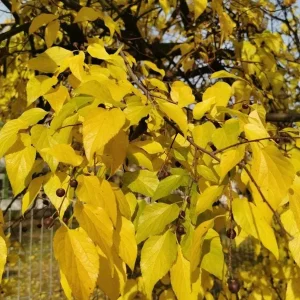 3 American Hackberry Trees - Live Bare Root Deciduous Shade Tree, 1-2 Ft Tall - Image 6