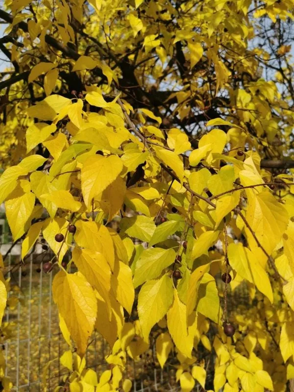 3 American Hackberry Trees - Live Bare Root Deciduous Shade Tree, 1-2 Ft Tall - Image 6