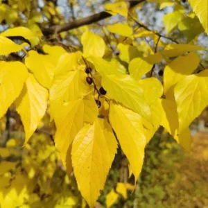 3 American Hackberry Trees - Live Bare Root Deciduous Shade Tree, 1-2 Ft Tall - Image 7