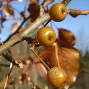 3 American Hackberry Trees - Live Bare Root Deciduous Shade Tree, 1-2 Ft Tall - Image 8