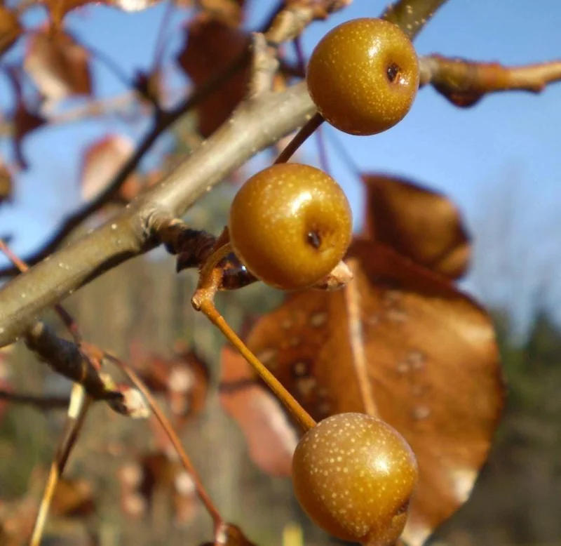3 American Hackberry Trees - Live Bare Root Deciduous Shade Tree, 1-2 Ft Tall - Image 8