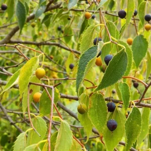 3 American Hackberry Trees - Live Bare Root Deciduous Shade Tree, 1-2 Ft Tall - Image 1