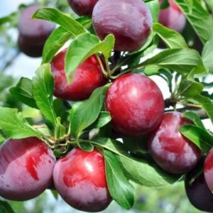 3 American Plum Trees - Prunus Americana Live Plant, 2-3 Ft Tall, Cold Hardy - Image 4