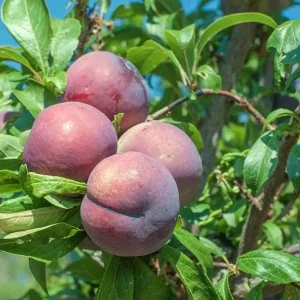 3 American Plum Trees - Prunus Americana Live Plant, 2-3 Ft Tall, Cold Hardy - Image 5