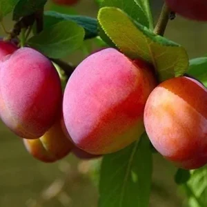 3 American Plum Trees - Prunus Americana Live Plant, 2-3 Ft Tall, Cold Hardy - Image 7