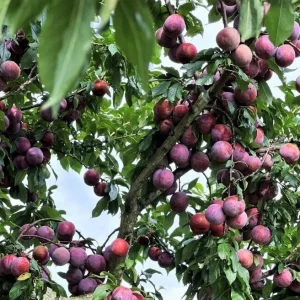 3 American Plum Trees - Prunus Americana Live Plant, 2-3 Ft Tall, Cold Hardy - Image 9