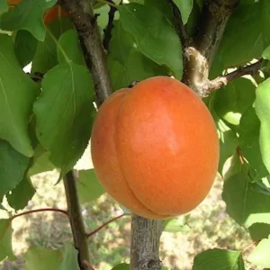 3 Hardy Apricot Trees - Red Golden Sweet Fruit Bare Root Plants 1-2 Ft Tall - Image 10