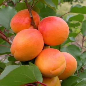 3 Hardy Apricot Trees - Red Golden Sweet Fruit Bare Root Plants 1-2 Ft Tall - Image 7
