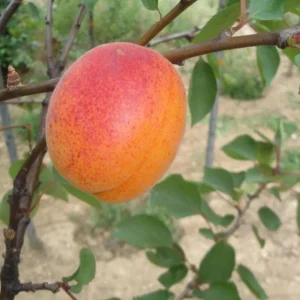 3 Hardy Apricot Trees - Red Golden Sweet Fruit Bare Root Plants 1-2 Ft Tall - Image 8