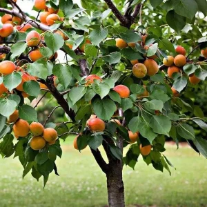 3 Hardy Apricot Trees - Red Golden Sweet Fruit Bare Root Plants 1-2 Ft Tall - Image 9