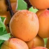 3 Hardy Apricot Trees - Red Golden Sweet Fruit Bare Root Plants 1-2 Ft Tall - Image 1