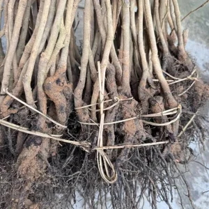 3 Sassafras Albidum Dormant Bare Root Trees 1-2 Ft Tall - Outdoor Deciduous Plants - Image 2